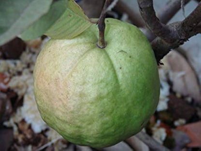 Sweet Giant Guava Air Layered Healthy Fruit Plant