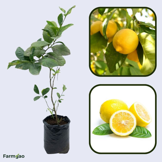Sweet Lemon (Ujukitsu type) Plant Live Nimbu Tree Kagzi Lemon Citrus Limon Fruit Plant