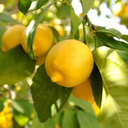 Sweet Lemon (Ujukitsu type) Plant Live Nimbu Tree Kagzi Lemon Citrus Limon Fruit Plant