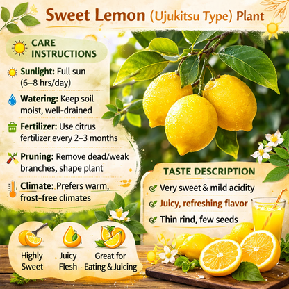 Sweet Lemon (Ujukitsu type) Plant Live Nimbu Tree Kagzi Lemon Citrus Limon Fruit Plant