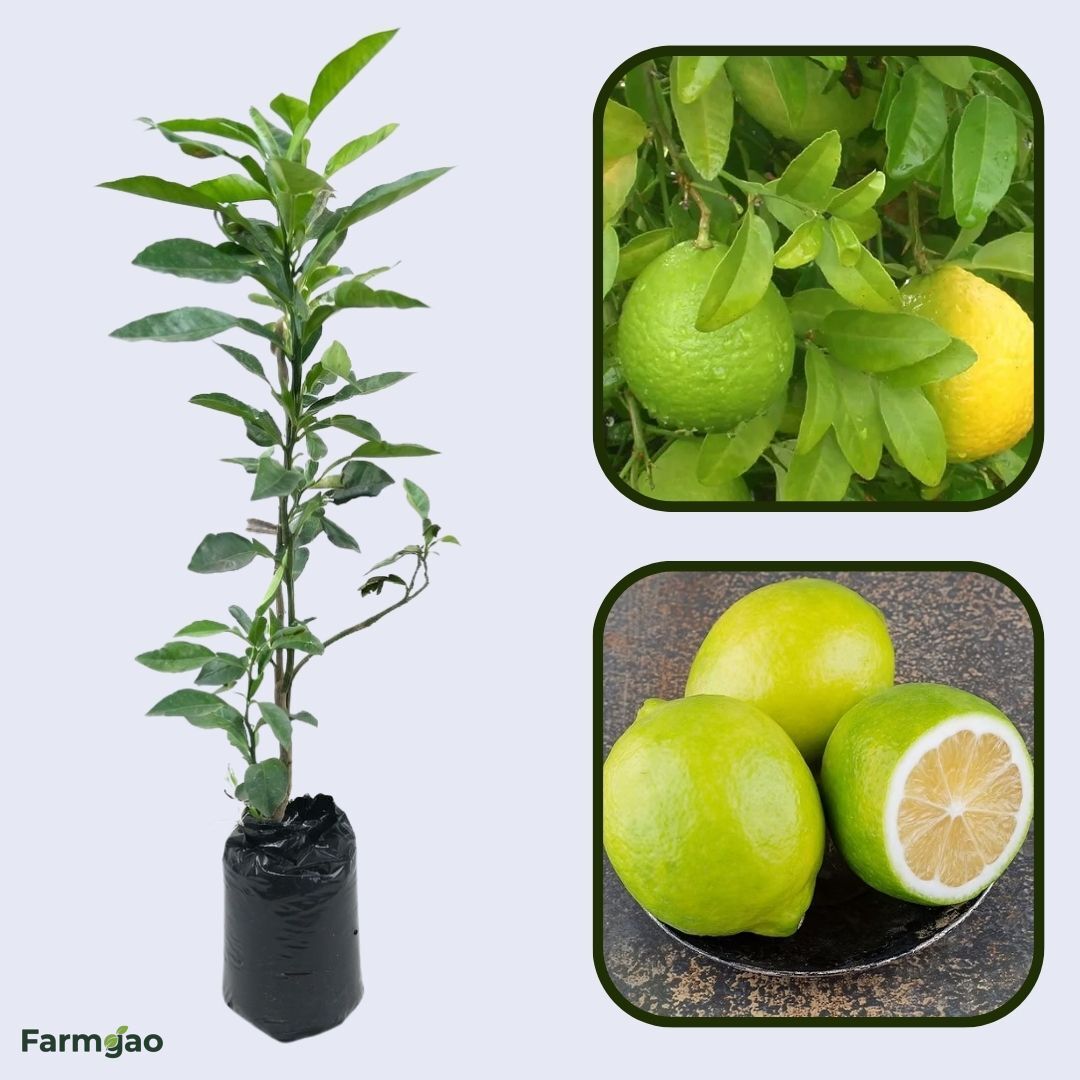 Sweet Lime Mosambi Type Plant Live Nimbu Tree Kagzi Lemon Citrus Limon Fruit Plant