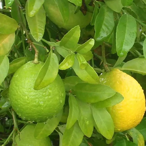 Sweet Lime Mosambi Type Plant Live Nimbu Tree Kagzi Lemon Citrus Limon Fruit Plant