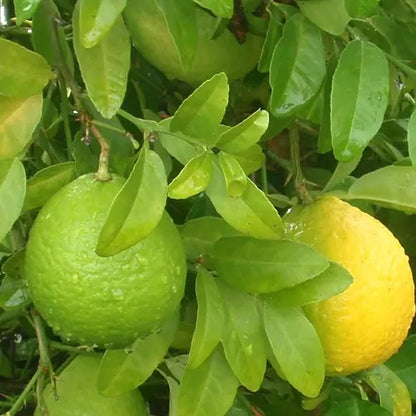 Sweet Lime Mosambi Type Plant Live Nimbu Tree Kagzi Lemon Citrus Limon Fruit Plant