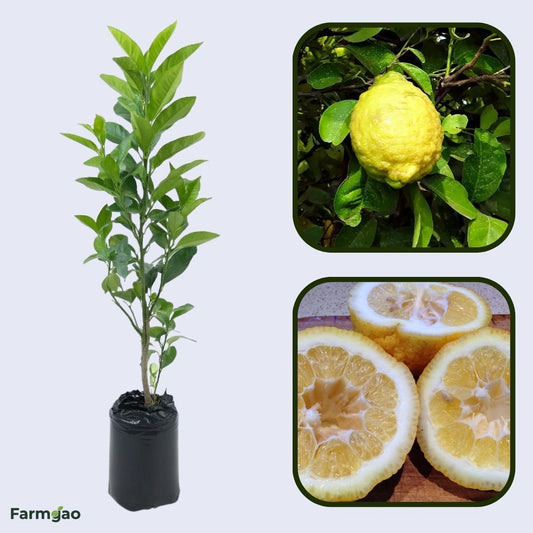 Sweet Rough Lemon Plant Live Nimbu Tree Kagzi Lemon Citrus Limon Fruit Plant
