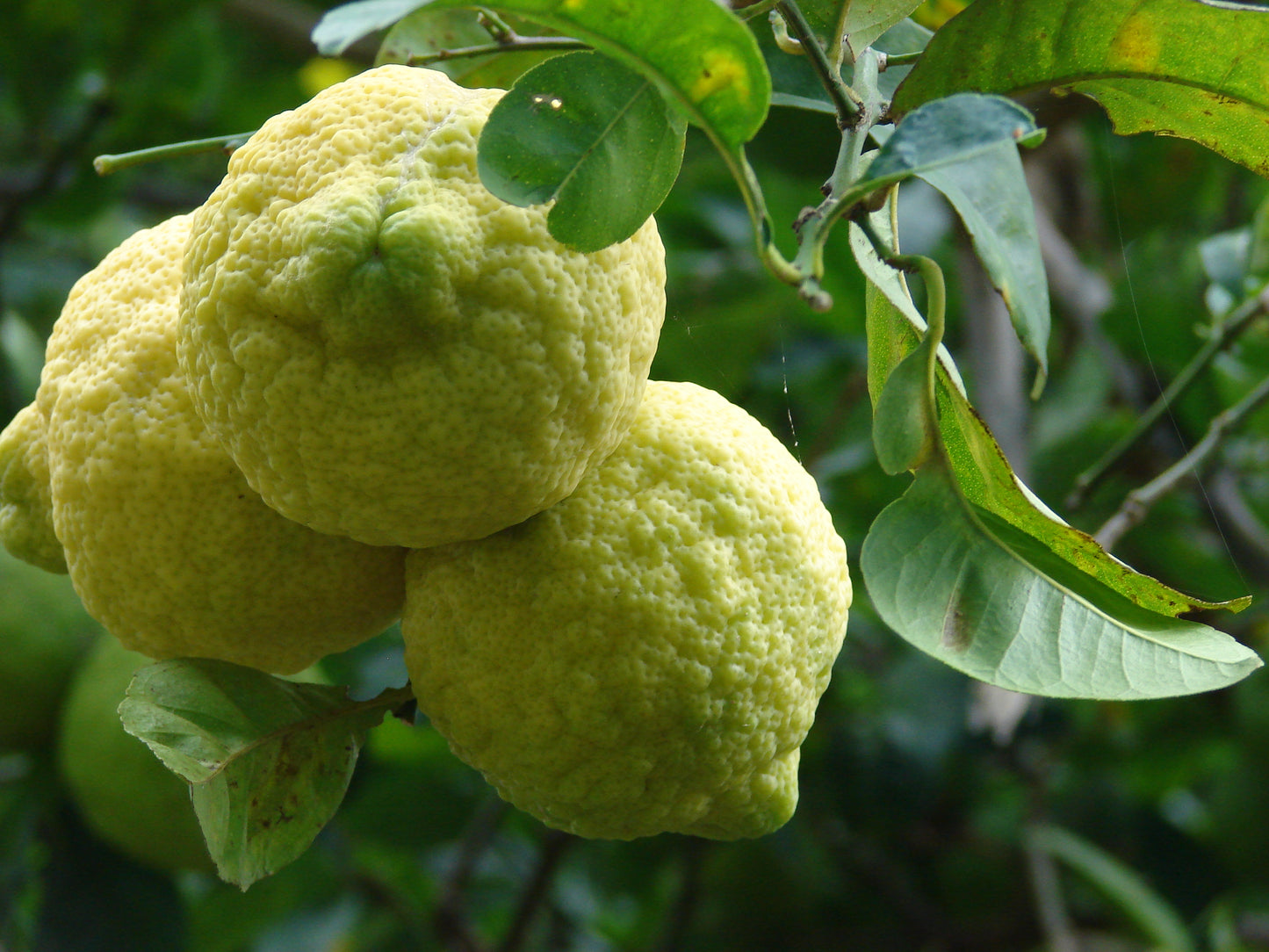 Sweet Rough Lemon Plant Live Nimbu Tree Kagzi Lemon Citrus Limon Fruit Plant