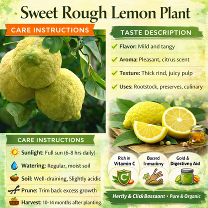 Sweet Rough Lemon Plant Live Nimbu Tree Kagzi Lemon Citrus Limon Fruit Plant