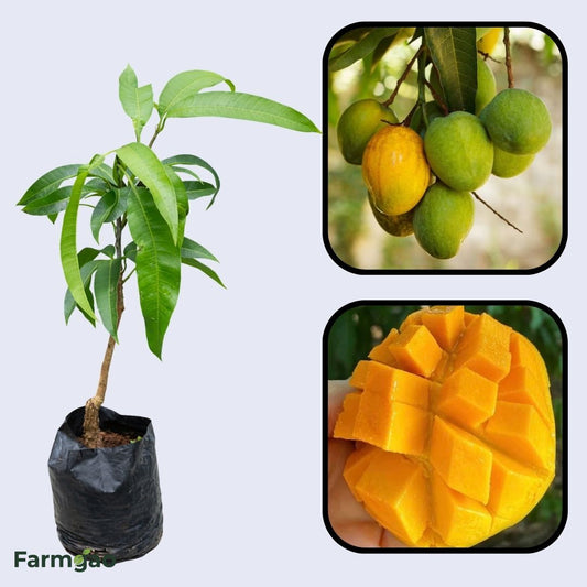 Sweet Tart Mango Aam Grafted Healthy Fruit Plant