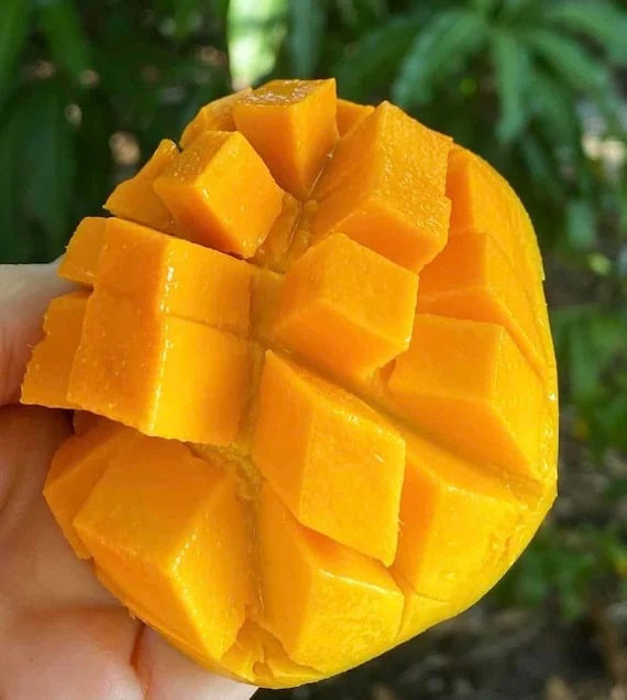 Sweet Tart Mango Aam Grafted Healthy Fruit Plant