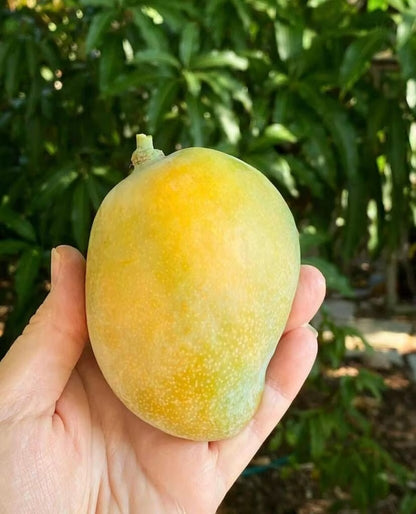 Sweet Tart Mango Aam Grafted Healthy Fruit Plant