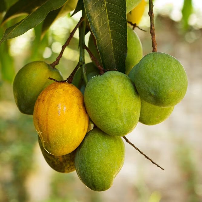Sweet Tart Mango Aam Grafted Healthy Fruit Plant