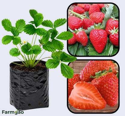 Sweet Charlie Strawberry Healthy Sweet Home Garden Kitchen Garden Terrace Balcony Fruit Plant