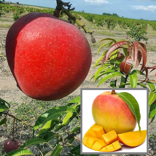 Apple Mango Grafted Hybrid Plant