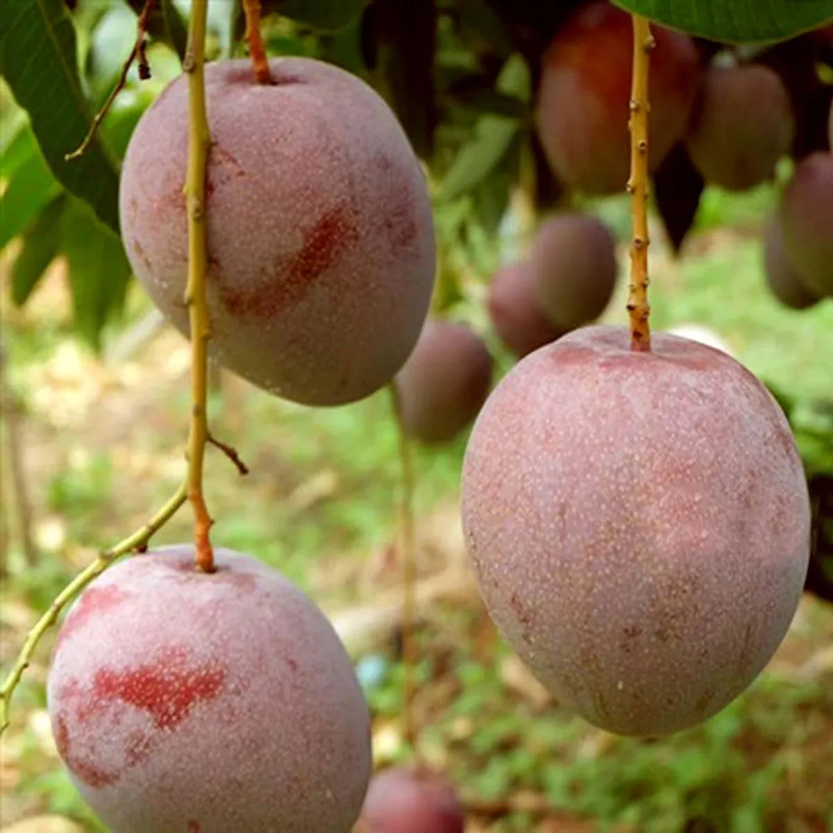 Apple Mango Grafted Hybrid Plant