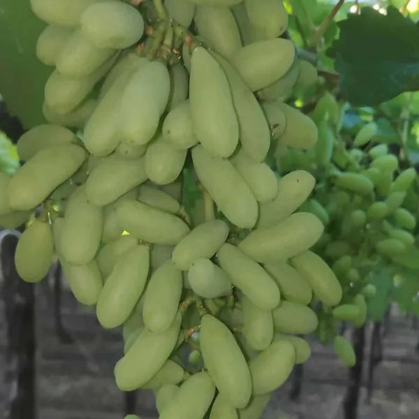 Seedless Sweet Green Long Thompson (Sultana) Variety Air Layered Grapes Plant