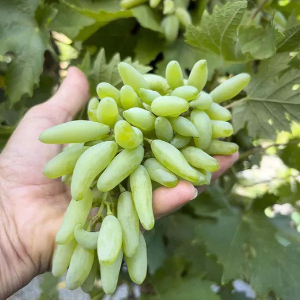 Seedless Sweet Green Long Thompson (Sultana) Variety Air Layered Grapes Plant