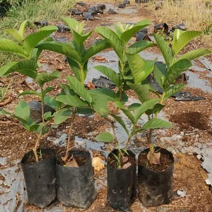 Taiwan Pink Guava Hybrid Air Layered Plant