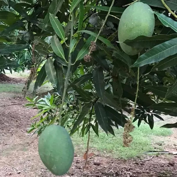 Gopal Dhoka Mango Grafted Hybrid Plant