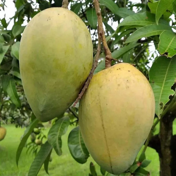 Gopal Dhoka Mango Grafted Hybrid Plant