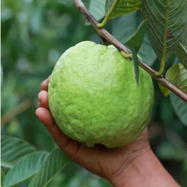 Thai 5 Super Kiran Guava- KG 5  Hybrid Air Layered Plant