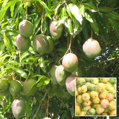 Kothapalli Kobbari Mango Grafted Hybrid Plant