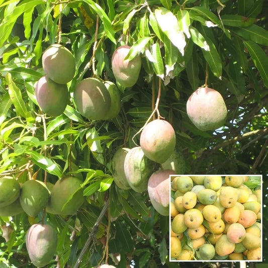 Kothapalli Kobbari Mango Grafted Hybrid Plant