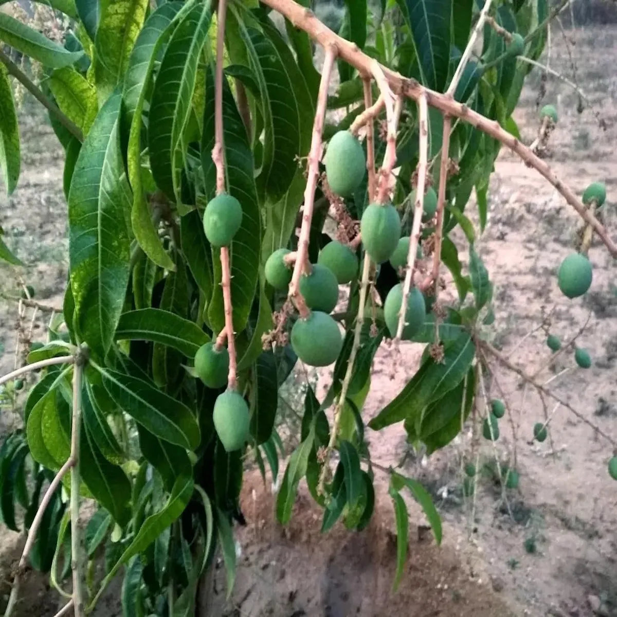 Kothapalli Kobbari Mango Grafted Hybrid Plant