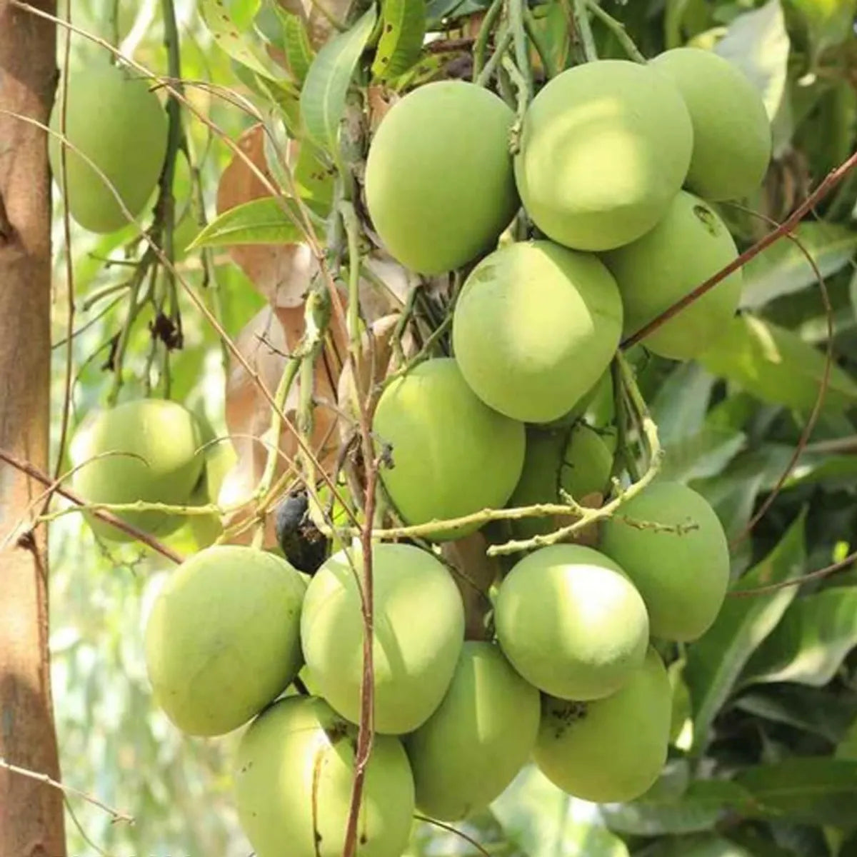 Kothapalli Kobbari Mango Grafted Hybrid Plant
