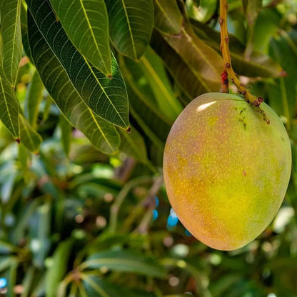 Kothapalli Kobbari Mango Grafted Hybrid Plant