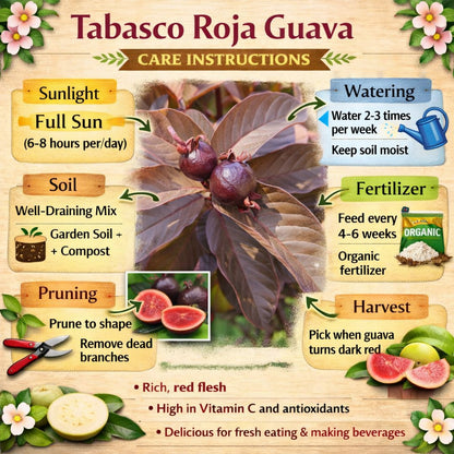 Tabasco Roja Guava Air Layered Healthy Fruit Plant