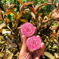 Tabasco Roja Guava Air Layered Healthy Fruit Plant