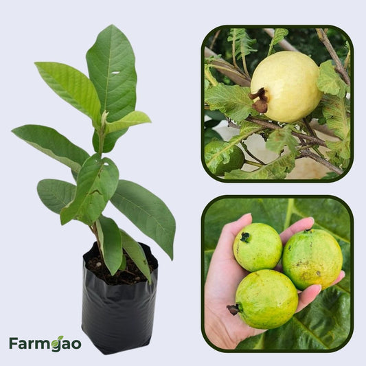Tailandesa Guava Air Layered Healthy Fruit Plant