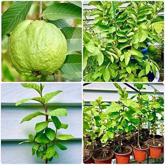 Tailandesa Guava Air Layered Healthy Fruit Plant