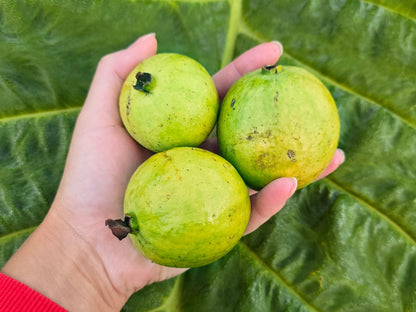 Tailandesa Guava Air Layered Healthy Fruit Plant