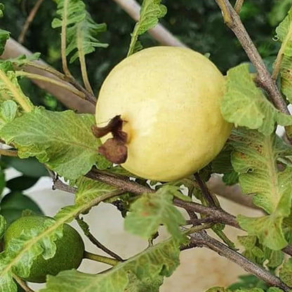 Tailandesa Guava Air Layered Healthy Fruit Plant