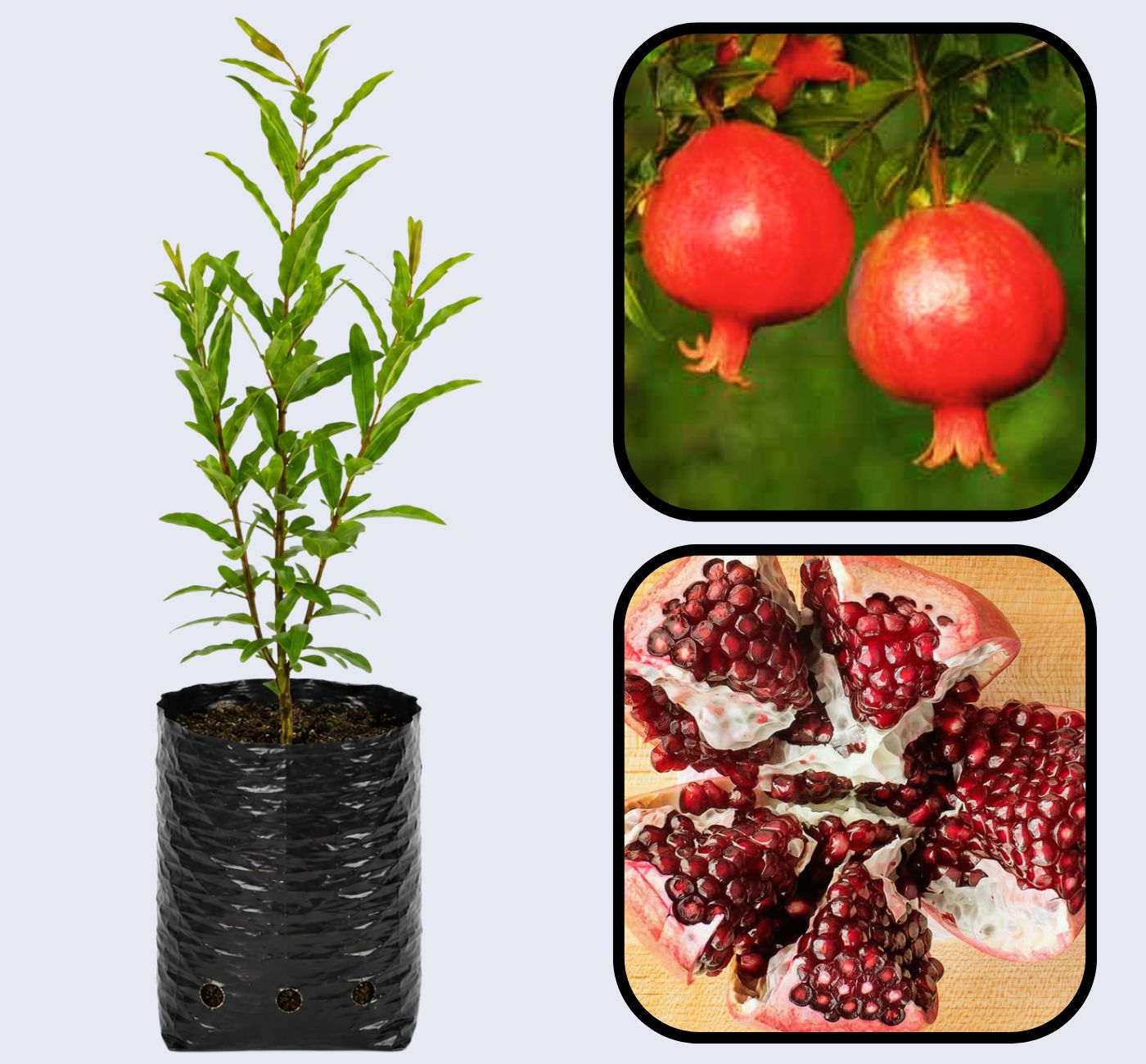 Taishanhong Pomegranate Grafted Fruit Plant – High Yielding Sweet Juicy Anar Tree Variety