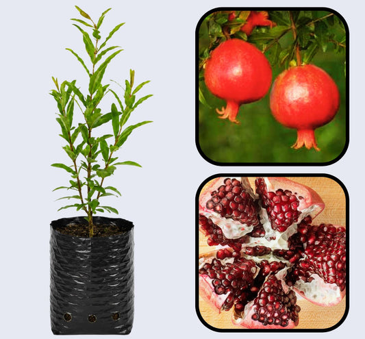 Taishanhong Pomegranate Grafted Fruit Plant – High Yielding Sweet Juicy Anar Tree Variety