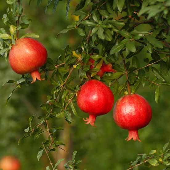 Taishanhong Pomegranate Grafted Fruit Plant – High Yielding Sweet Juicy Anar Tree Variety