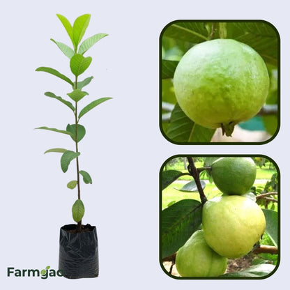 Taiwan Giant Guava Air Layered Healthy Fruit Plant