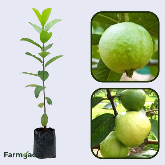 Taiwan Giant Guava Air Layered Healthy Fruit Plant
