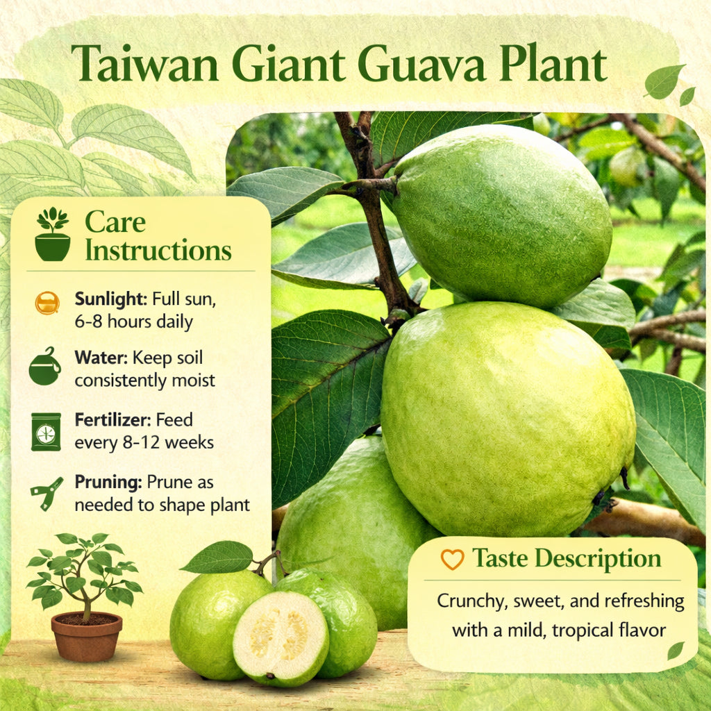 Taiwan Giant Guava Air Layered Healthy Fruit Plant