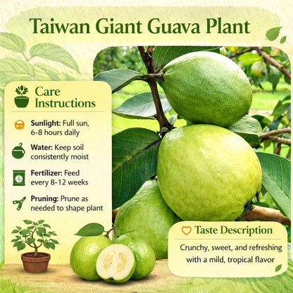 Taiwan Giant Guava Air Layered Healthy Fruit Plant