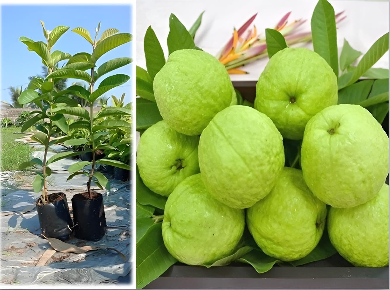 Taiwan Giant Guava Air Layered Healthy Fruit Plant