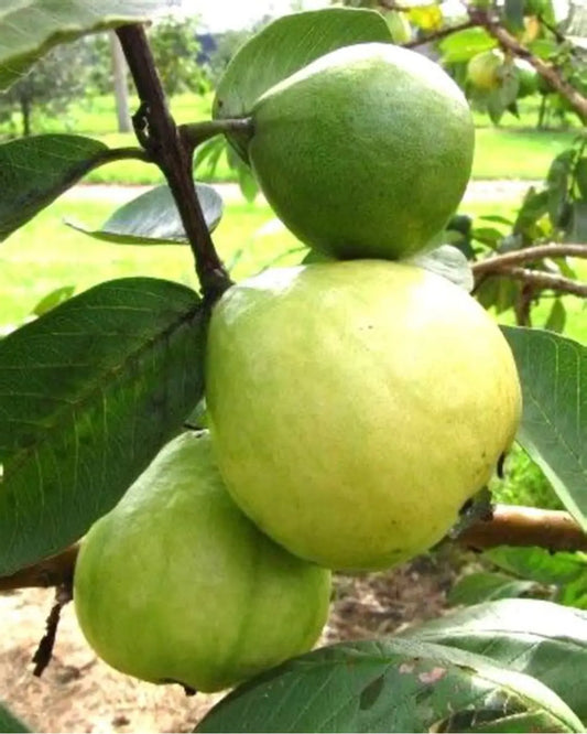 Taiwan Giant Guava Air Layered Healthy Fruit Plant