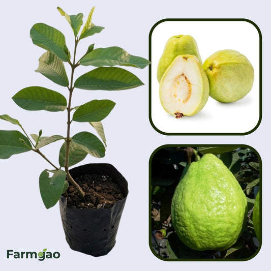 Taiwan Pearl Guava Air Layered Healthy Fruit Plant