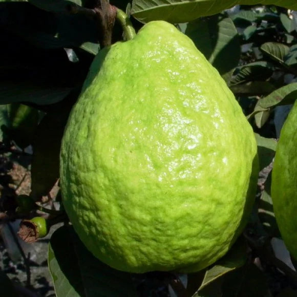 Taiwan Pearl Guava Air Layered Healthy Fruit Plant