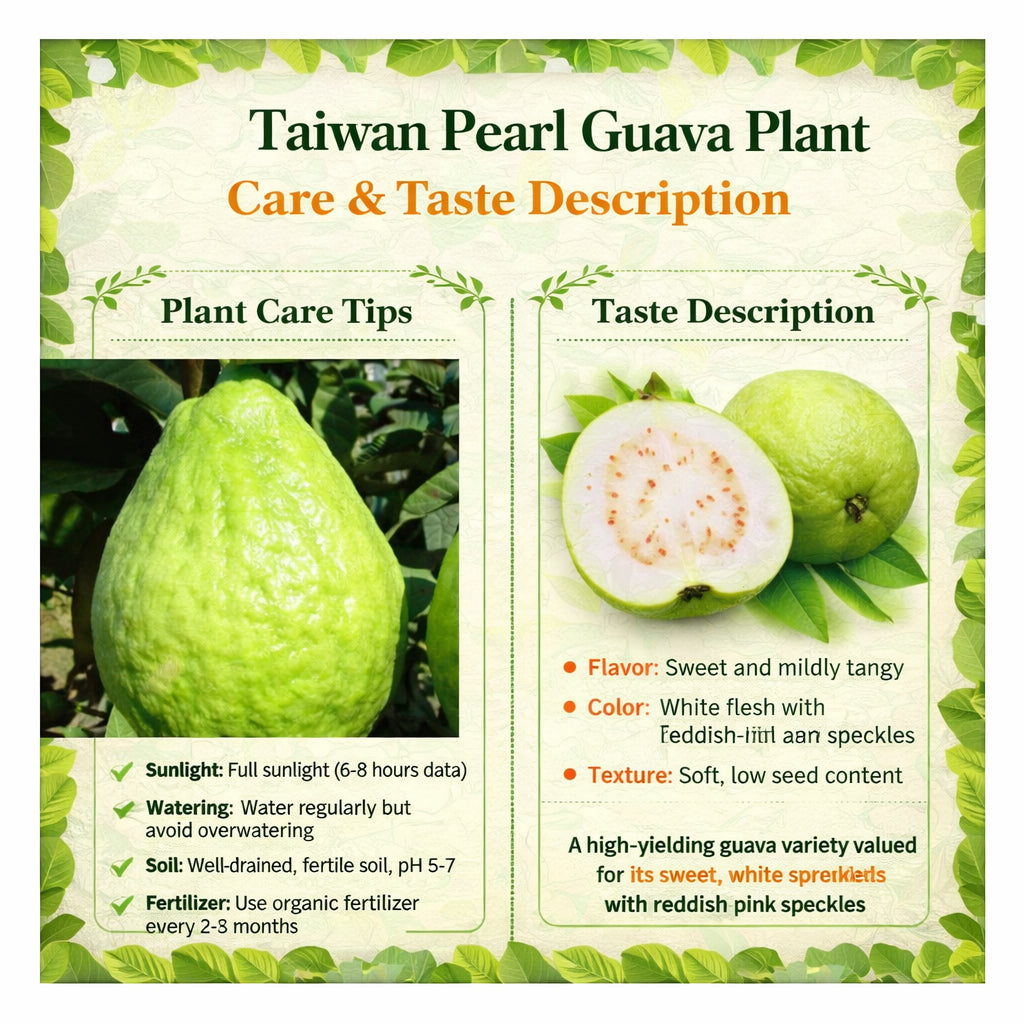 Taiwan Pearl Guava Air Layered Healthy Fruit Plant
