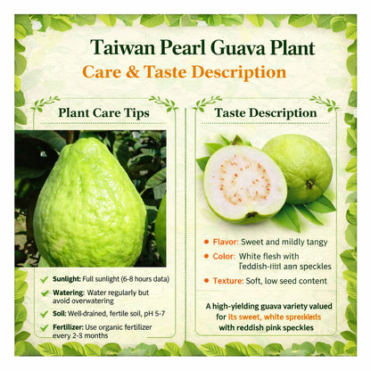 Taiwan Pearl Guava Air Layered Healthy Fruit Plant