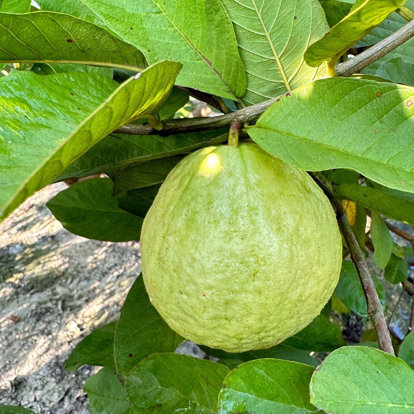Taiwan Pearl Guava Air Layered Healthy Fruit Plant