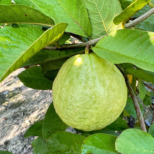 Taiwan Pearl Guava Air Layered Healthy Fruit Plant