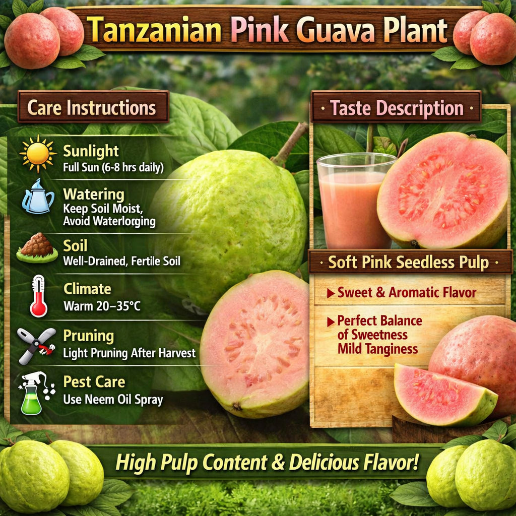 Tanzanian Pink Guava Air Layered Healthy Fruit Plant